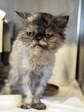 GROTTI, Katze, Perserkatze in Hamburg - Bild 3