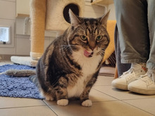 LOLA, Katze, Europäisch Kurzhaar in Hamburg - Bild 1