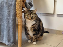 LOLA, Katze, Europäisch Kurzhaar in Hamburg - Bild 3