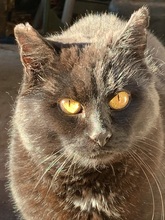 FIDELIO, Katze, Europäisch Kurzhaar in Kreischa - Bild 1