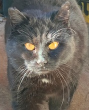 FIDELIO, Katze, Europäisch Kurzhaar in Kreischa - Bild 2