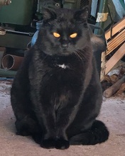 FIDELIO, Katze, Europäisch Kurzhaar in Kreischa - Bild 3