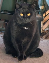 FIDELIO, Katze, Europäisch Kurzhaar in Kreischa - Bild 4
