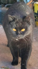 FIDELIO, Katze, Europäisch Kurzhaar in Kreischa - Bild 5