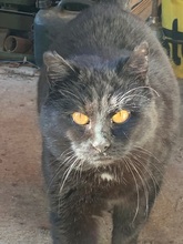 FIDELIO, Katze, Europäisch Kurzhaar in Kreischa - Bild 6