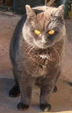 FIDELIO, Katze, Europäisch Kurzhaar in Kreischa - Bild 7
