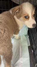 MERIDA, Hund, Mischlingshund in Thür - Bild 2