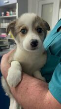 MERIDA, Hund, Mischlingshund in Thür - Bild 3