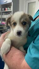 MERIDA, Hund, Mischlingshund in Thür - Bild 4