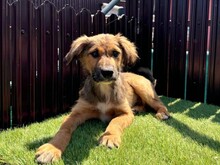 LASSE, Hund, Mischlingshund in Rumänien - Bild 1