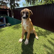 LASSE, Hund, Mischlingshund in Rumänien - Bild 3