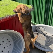 LASSE, Hund, Mischlingshund in Rumänien - Bild 4