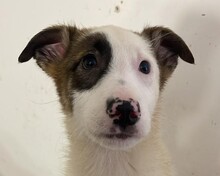 BUBBLES, Hund, Mischlingshund in Rumänien - Bild 1
