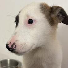 BUBBLES, Hund, Mischlingshund in Rumänien - Bild 2