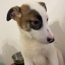 BUBBLES, Hund, Mischlingshund in Rumänien - Bild 4