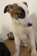 BUBBLES, Hund, Mischlingshund in Rumänien - Bild 5