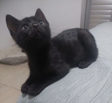 TIK, Katze, Europäisch Kurzhaar in Zypern - Bild 1