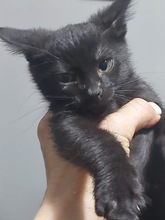 TIK, Katze, Europäisch Kurzhaar in Zypern - Bild 2