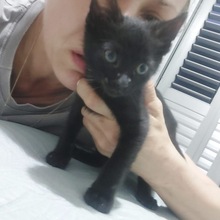 TIK, Katze, Europäisch Kurzhaar in Zypern - Bild 3