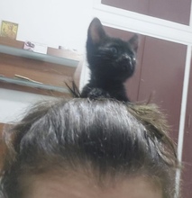 TIK, Katze, Europäisch Kurzhaar in Zypern - Bild 4