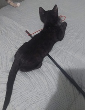 TIK, Katze, Europäisch Kurzhaar in Zypern - Bild 5