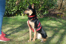 BLULINE, Hund, Mischlingshund in Lauf