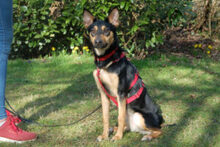 BLULINE, Hund, Mischlingshund in Lauf - Bild 2