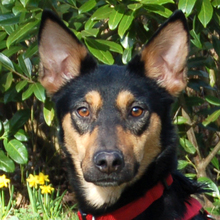 BLULINE, Hund, Mischlingshund in Lauf - Bild 6