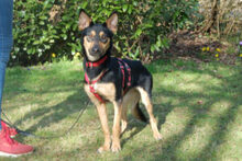 BLULINE, Hund, Mischlingshund in Lauf - Bild 7