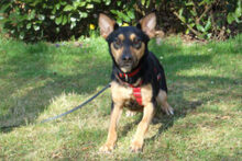 BLULINE, Hund, Mischlingshund in Lauf - Bild 8