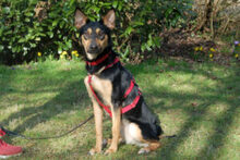 BLULINE, Hund, Mischlingshund in Lauf - Bild 9
