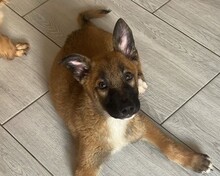 LENI, Hund, Mischlingshund in Rumänien - Bild 1