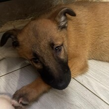 LENI, Hund, Mischlingshund in Rumänien - Bild 2