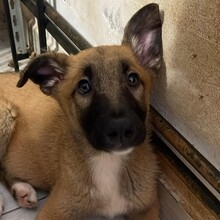 LENI, Hund, Mischlingshund in Rumänien - Bild 3