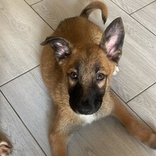 LENI, Hund, Mischlingshund in Rumänien - Bild 4