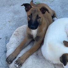 LENI, Hund, Mischlingshund in Rumänien - Bild 6