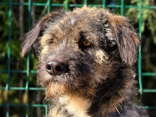 TIMI, Hund, Deutsch Drahthaar-Mix in Spanien - Bild 1