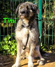 TIMI, Hund, Deutsch Drahthaar-Mix in Spanien - Bild 2