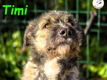 TIMI, Hund, Deutsch Drahthaar-Mix in Spanien - Bild 3