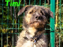 TIMI, Hund, Deutsch Drahthaar-Mix in Spanien - Bild 4