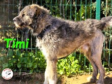 TIMI, Hund, Deutsch Drahthaar-Mix in Spanien - Bild 5