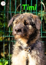 TIMI, Hund, Deutsch Drahthaar-Mix in Spanien - Bild 6