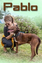 PABLO, Hund, Mischlingshund in Portugal - Bild 1