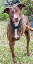 PABLO, Hund, Mischlingshund in Portugal - Bild 2