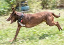 PABLO, Hund, Mischlingshund in Portugal - Bild 3