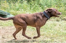 PABLO, Hund, Mischlingshund in Portugal - Bild 4