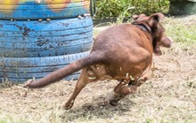 PABLO, Hund, Mischlingshund in Portugal - Bild 6