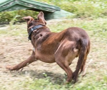 PABLO, Hund, Mischlingshund in Portugal - Bild 7