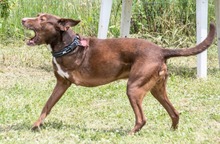 PABLO, Hund, Mischlingshund in Portugal - Bild 8