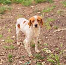 ASKAN, Hund, Bretonischer Spaniel-Mix in Griechenland - Bild 2